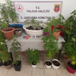 Yalova’da evinin terasında kenevir yetiştiren şüpheli yakalandı