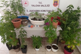 Yalova’da evinin terasında kenevir yetiştiren şüpheli yakalandı