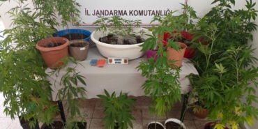 Yalova’da evinin terasında kenevir yetiştiren şüpheli yakalandı