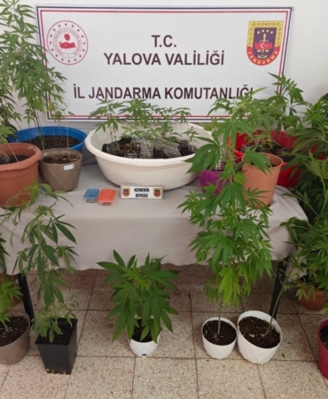 Yalova’da evinin terasında kenevir yetiştiren şüpheli yakalandı