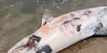 Yalova’da ölü yunus kıyıya vurdu