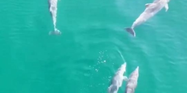 Yalova’da yunusların görsel şöleni dronla görüntülendi