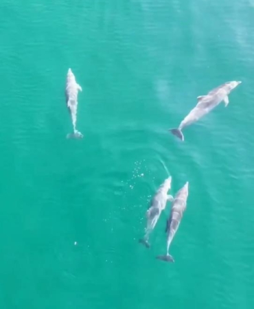Yalova’da yunusların görsel şöleni dronla görüntülendi