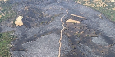 Yanan orman alanına 380 bin fidan dikilecek