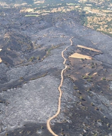 Yanan orman alanına 380 bin fidan dikilecek