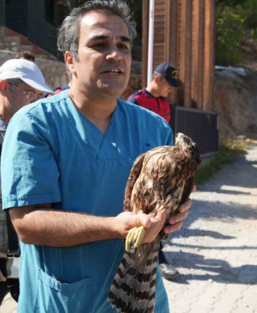 Yaralı bulunan kızıl şahin tedavisinden sonra Kazdağları’na salıverildi