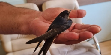 Yaralı kırlangıca zabıta ekipleri sahip çıktı