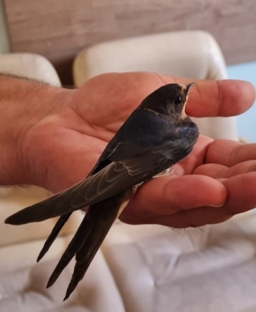 Yaralı kırlangıca zabıta ekipleri sahip çıktı