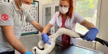 Yaralı leylek Osmangazi’de şifa buldu