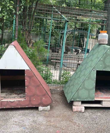 Yeni doğan kedi, polis merkezinin maskotu oldu