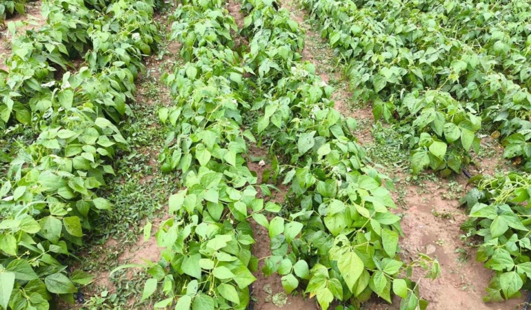 Yenişehir’de 2 bin dekarlık alandaki ürünleri dolu vurdu