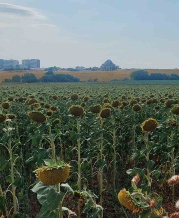 Yerli ayçiçeği kuraklığa meydan okuyor: Uluslararası tohum firmaları şokta