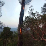 Yıldırımın neden olduğu yangın kısa sürede söndürüldü