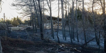 YÖK Başkanı Erol Özvar: "Bu ormanlar kolay kolay yetişmiyor"