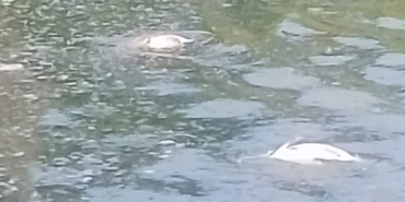 Yüzlerce balık telef oldu