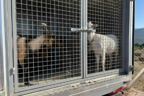 2 gündür sulama göletinde mahsur kalan 6 küçükbaş hayvan ve bir köpek itfaiye ekiplerince kurtarıldı