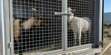 2 gündür sulama göletinde mahsur kalan 6 küçükbaş hayvan ve bir köpek itfaiye ekiplerince kurtarıldı