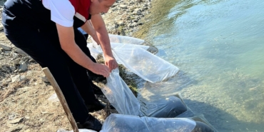 750 bin sazan yavrusu Tekirdağ’daki göletlere bırakılacak
