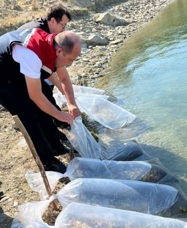 750 bin sazan yavrusu Tekirdağ’daki göletlere bırakılacak