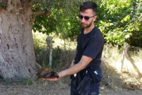 Ağaçlık alanda çıkan yangında itfaiye eri kaplumbağayı yanmaktan böyle kurtardı