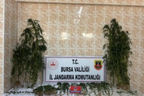 Ahırında uyuşturucu yetiştirdi, jandarmadan kaçamadı