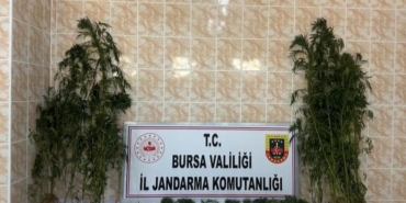 Ahırında uyuşturucu yetiştirdi, jandarmadan kaçamadı