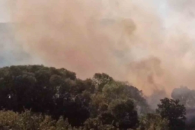 Anızdan ormana ve ayçiçeği tarlasına sıçrayan yangın söndürüldü