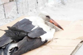 Arnavutköy’de akıma kapılarak yaralanan leyleğe, elektrik teknisyeni sahip çıktı