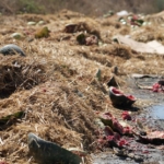 Arnavutköy’de yüzlerce karpuz yol kenarına atıldı, o anlar kamerada