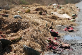 Arnavutköy’de yüzlerce karpuz yol kenarına atıldı, o anlar kamerada