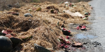 Arnavutköy’de yüzlerce karpuz yol kenarına atıldı, o anlar kamerada