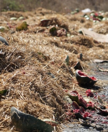 Arnavutköy’de yüzlerce karpuz yol kenarına atıldı, o anlar kamerada