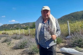 Babasından kalan tarlasına lavanta ekti, yüzde 90 verim aldı