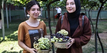 Bağcılar’da bağ bozumu zamanı