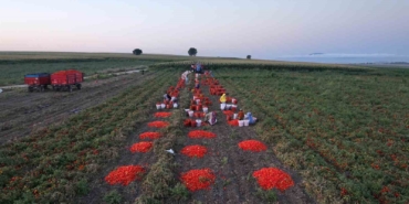 Balıkesir Büyükşehir Belediyesi’nin tarımsal sulama desteğiyle ilk hasat yapıldı