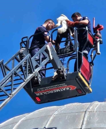 Balıkesir Büyükşehir, yaralı leyleği kurtardı