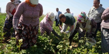 Balıkesir’de alım garantili bamya hasadı başladı