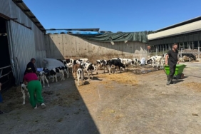 Balıkesir’de büyükbaş hayvan çiftliğinde yangın