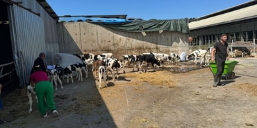 Balıkesir’de büyükbaş hayvan çiftliğinde yangın