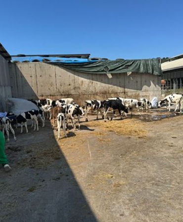 Balıkesir’de büyükbaş hayvan çiftliğinde yangın