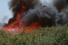 Balıkesir’de kuşların göç yolundaki sazlık alanda yangın