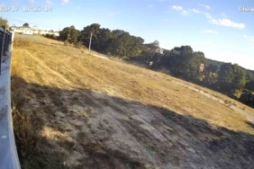 Başıboş sokak köpekleri cins köpeği parçaladı