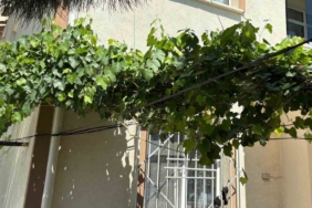 Bebeği ölümden üzüm asması korudu