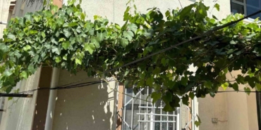 Bebeği ölümden üzüm asması korudu