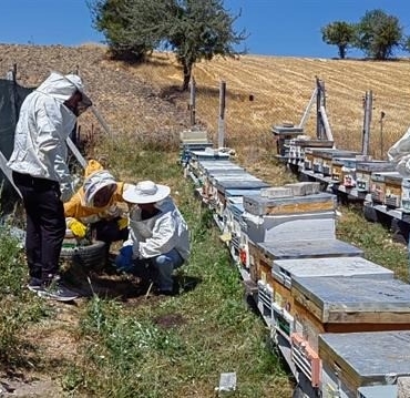 Bilecik’te bal üretimi 88 tondan 221 tona çıktı