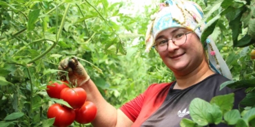 Bilecik’te çiftçi pembe domates fiyatından memnun değil