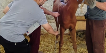 Bilecik’te hayata gözlerini açan tayların tescil işlemleri yapıldı