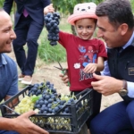 Bilecik’te üzüm hasadı başladı