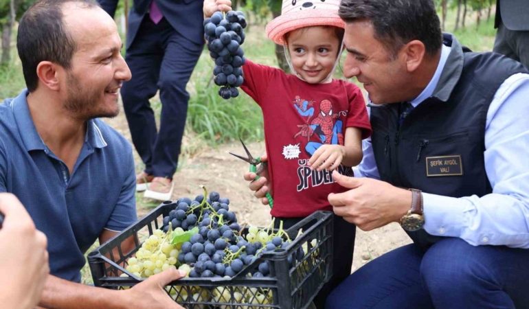 Bilecik’te üzüm hasadı başladı