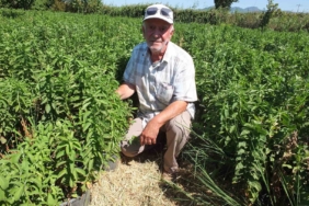 Burhaniye Stevia üretim merkezi oldu